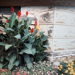 Greenhouse and Plantings